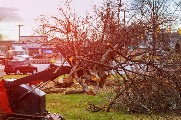 How Our Tree Care Process Works  in  Linthicum, MD