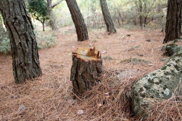 Best Tree Maintenance Programs  in Linthicum, MD