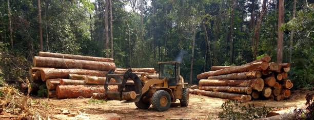 Linthicum, MD Tree Care Company