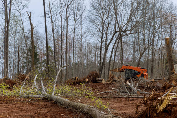Best Lot and Land Clearing  in Linthicum, MD