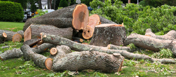Best Storm Damage Tree Cleanup  in Linthicum, MD