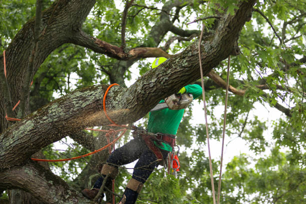 Best Seasonal Cleanup (Spring/Fall)  in Linthicum, MD