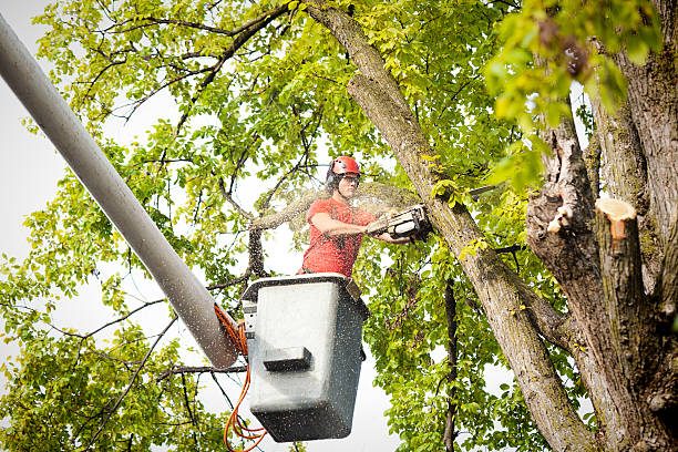 Best Aeration Services  in Linthicum, MD