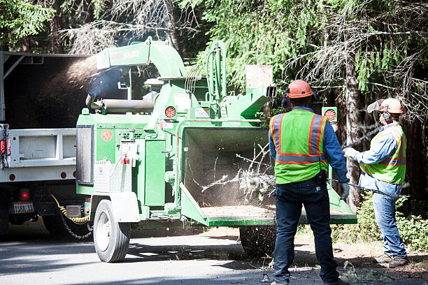 Best Tree Preservation Services  in Linthicum, MD