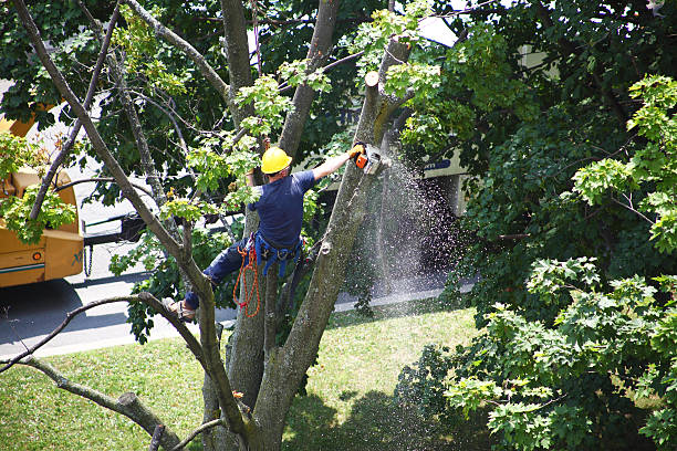 Best Stump Grinding and Removal  in Linthicum, MD